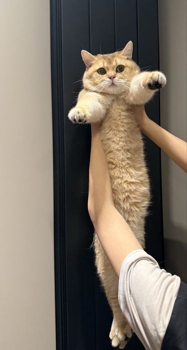 СКИДКА!!!Срочно британскую золотую шиншиллани сотаман