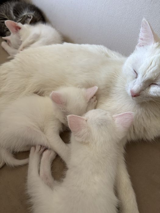 Белые котята срочно продается