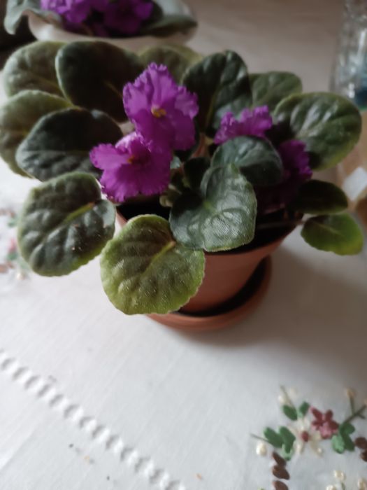 Комнатные растения,цветы