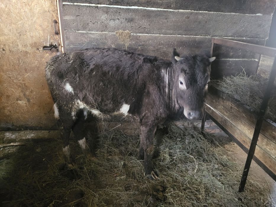 Продам годовалых телят