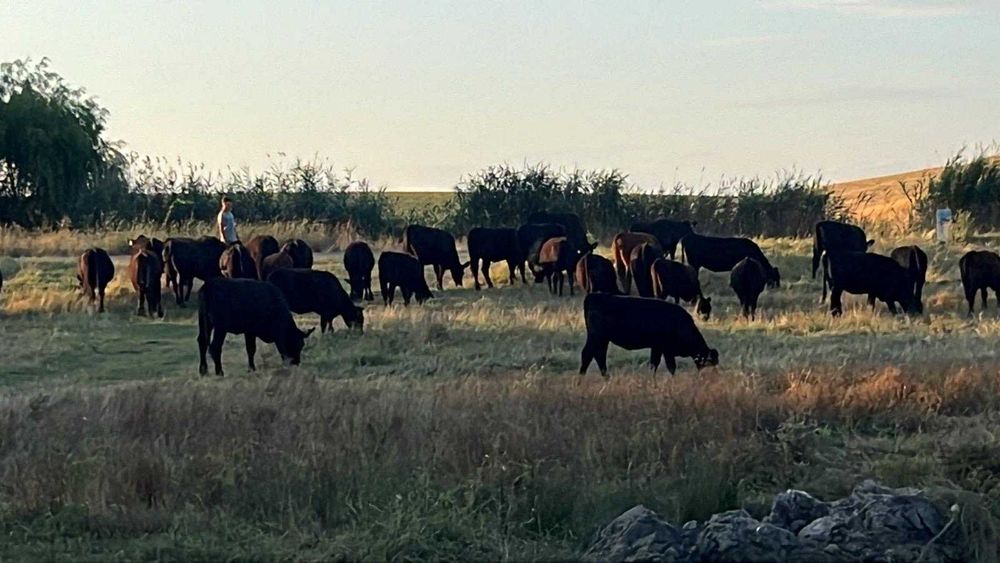 Oportunitate Excelentă de Investiție: Fermă Zootehnică Complet Echipată de Vânzare – Jud. Teleorman