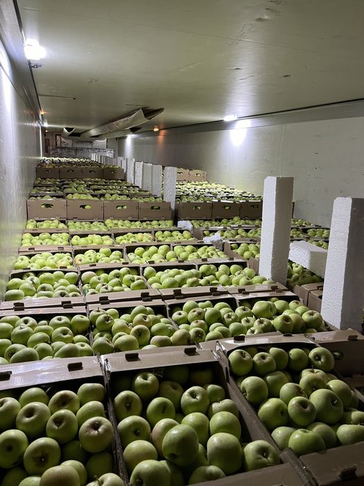 яблоко лимонка алма жаксы