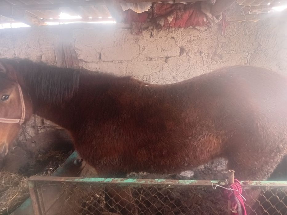 Продам лошади в дача Ветеране