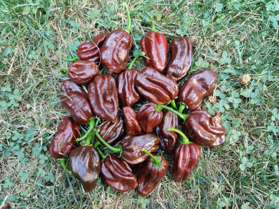 Seminte ardei iute Aji, habanero, carolina, sugar rush etc.