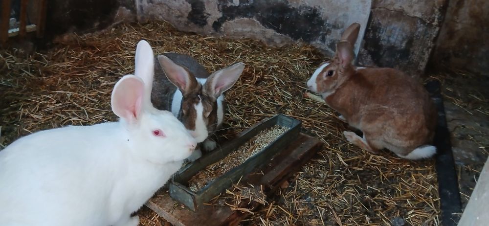 Femele hycole francez de vânzare