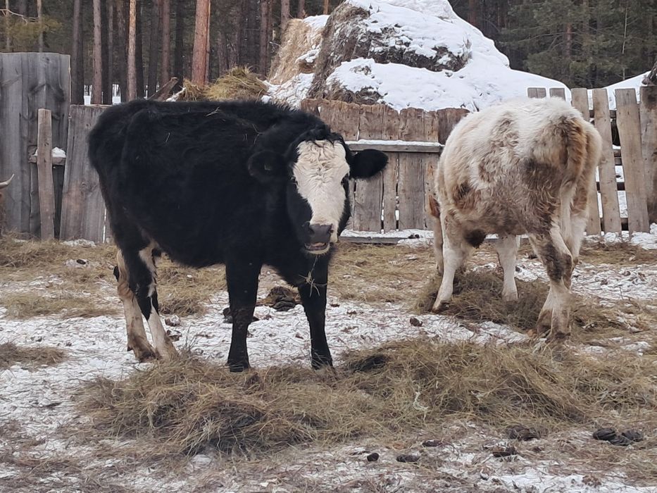 Сиырлар сатылады