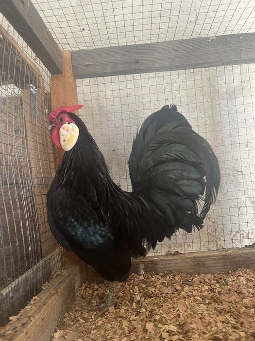 Cocos Rosecomb Bantam