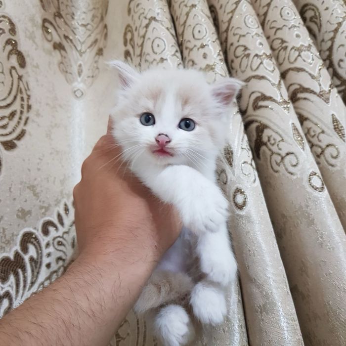 Скоттиш фолд гибрид