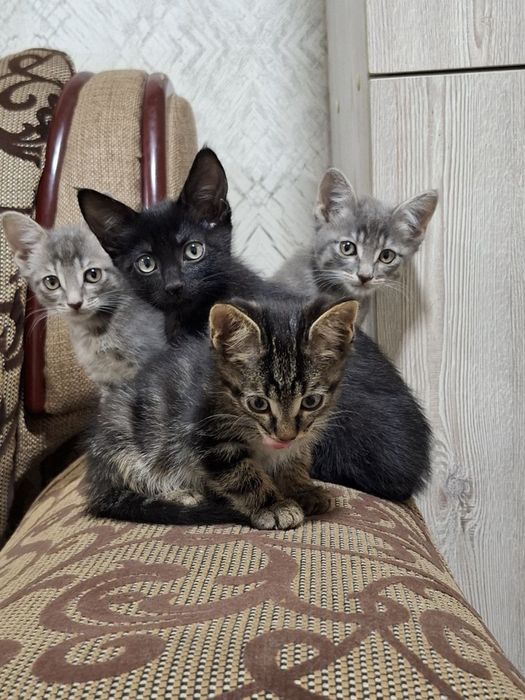 Котята здоровые для хороших рук