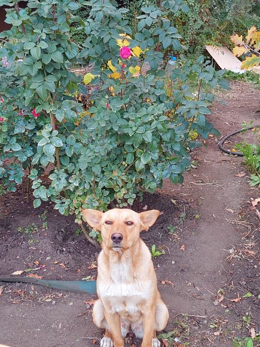 Ищем дом для Розы