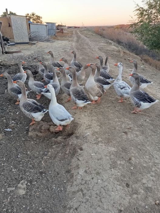 Продам домашних  гусей