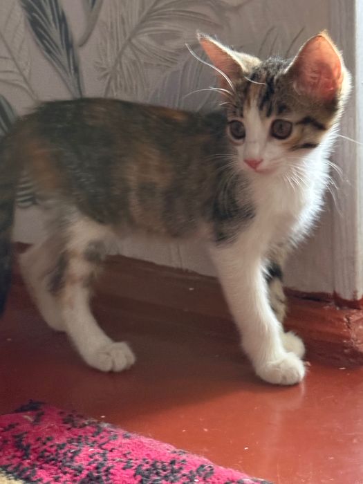 Котята, отдам их даром