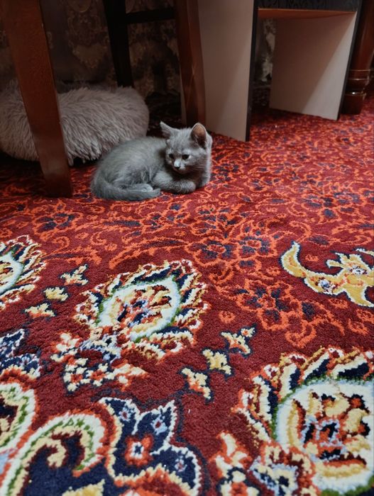 Скоттиш фолд ва страйт