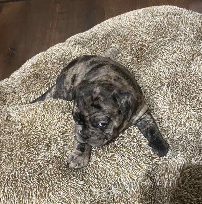 Кученца Френски булдог