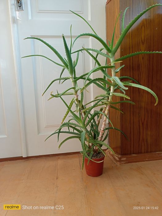 Цветок алоэ, лечебный.