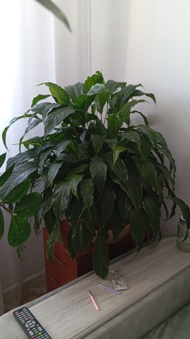 Комнатные Цветы для дома, офиса