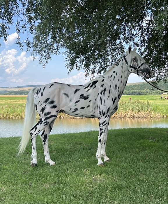 Armăsar Appaloosa echitație călărie