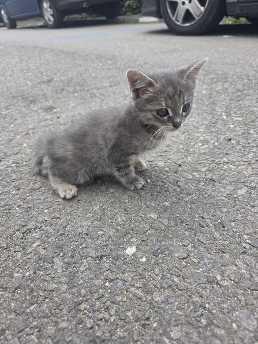 Pui pisica adopție