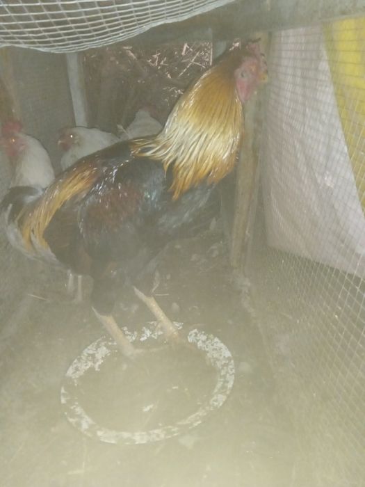 Хуроз сотилади зур