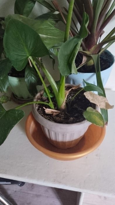 Домашние цветы разное