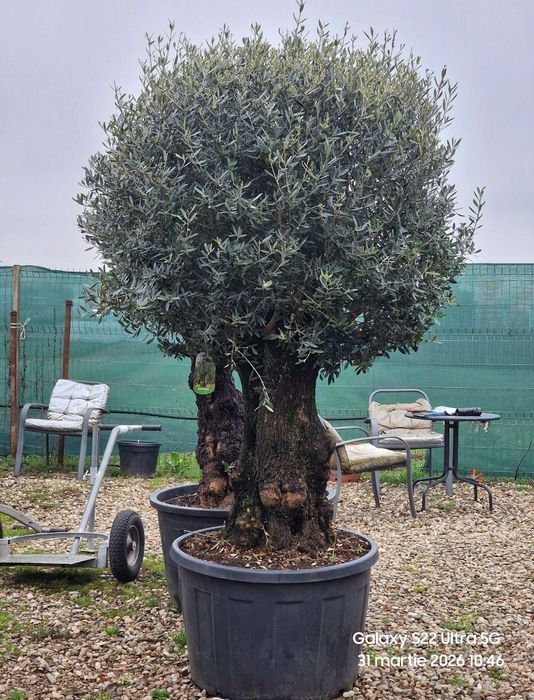 Maslin  secular pe rod