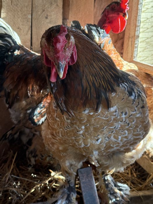 Gaini brahma colorate