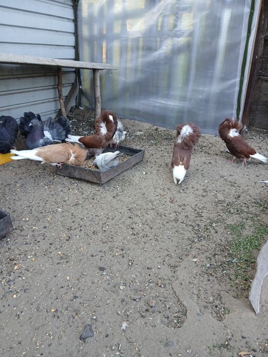 Продам голубей якобины