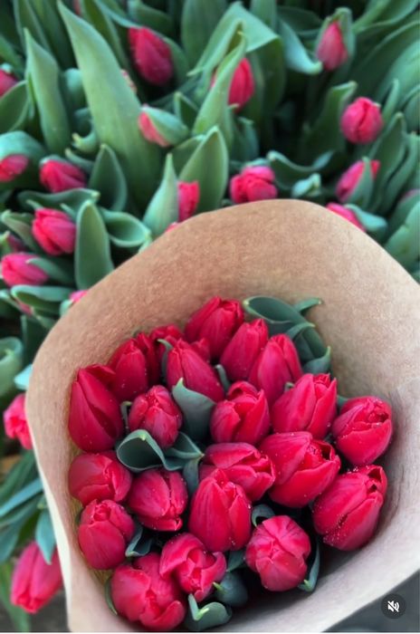 Тюльпаны оптом более 25 видов