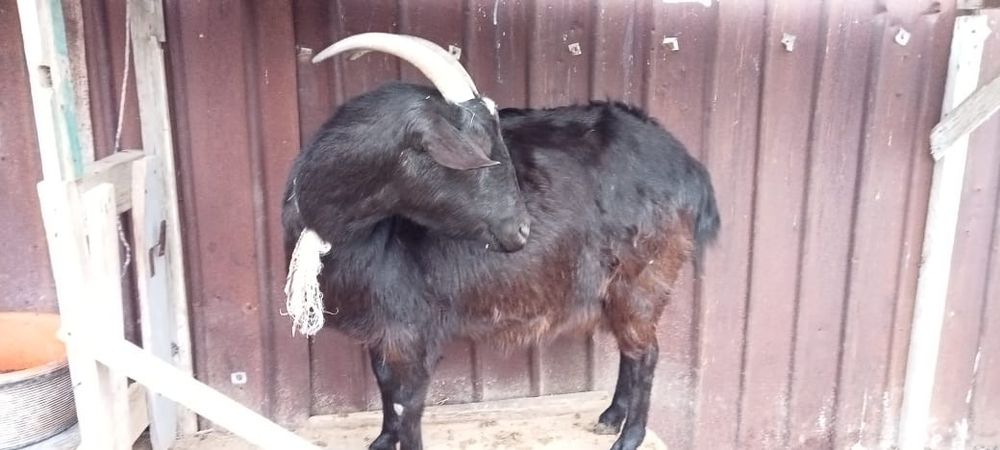 Асыл тұқымды Ешкілер сатылады