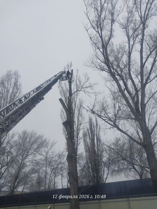 Спил деревьев агаш кесемиз