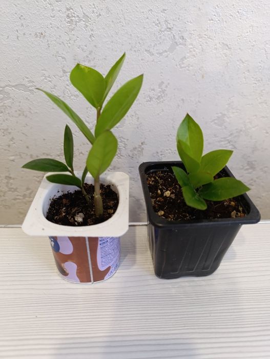 Долларовое дерево