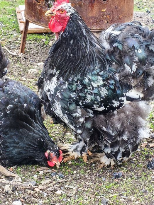 Ouă Cochinchina uriaș pentru incubat