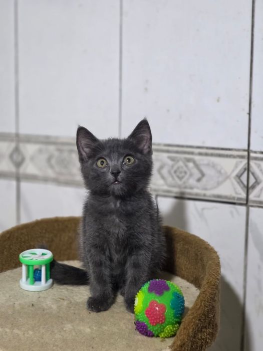 Отдаем котенка (кошка)