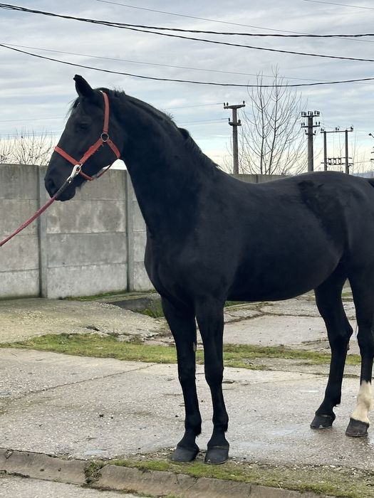 De vanzare iapa kwpn talie mare .iapa este gestanta
