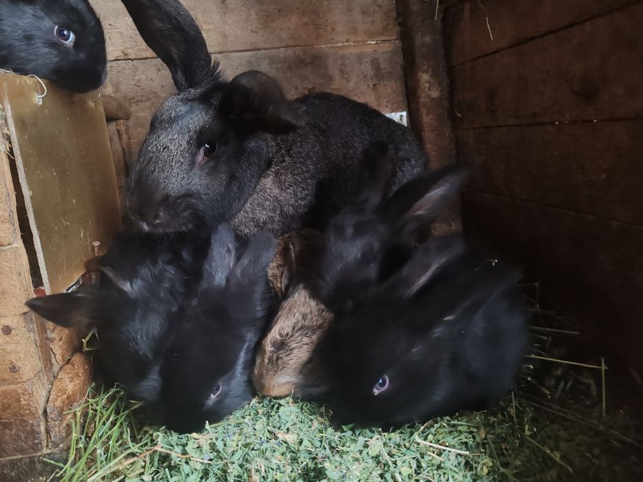 Продаются крольчата месячные