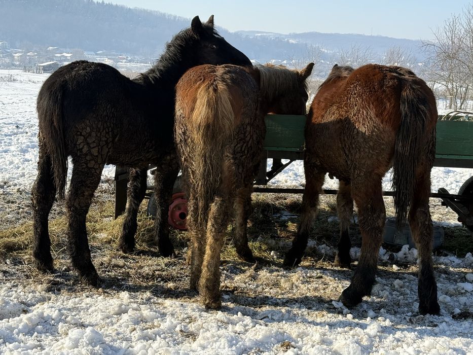 Vând un mânz de aproximativ 8 luni