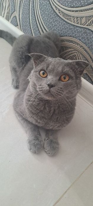 Веселоухая шатланская кошка