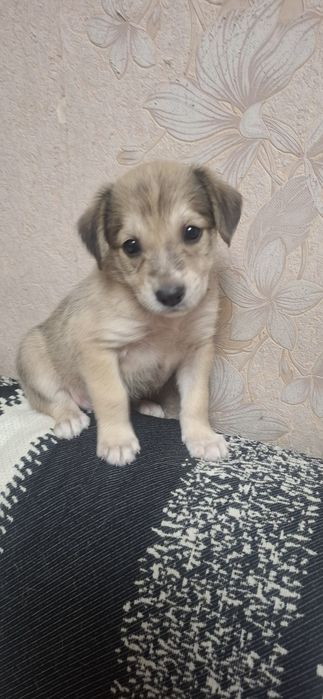 Снупик ищет дом.
