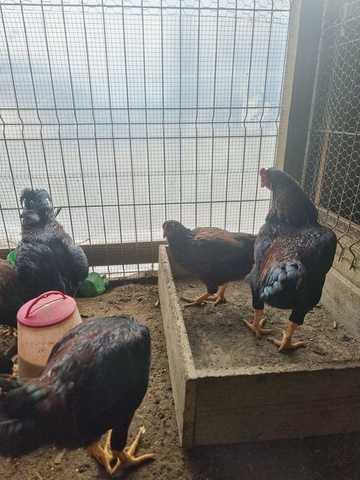 Cocos combatant indian talie mare