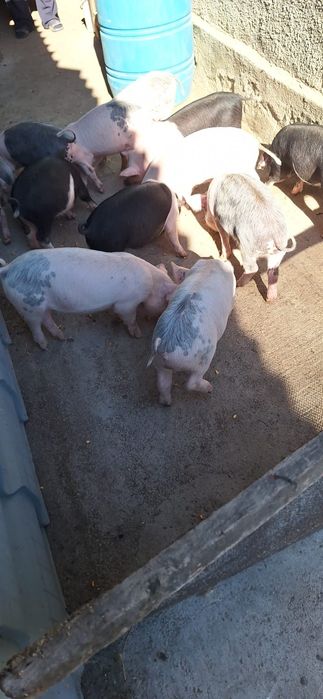 Animale femele si masculi