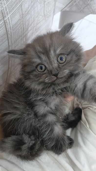 Отдам в ДОБРЫЕ РУКИ котят срочно!