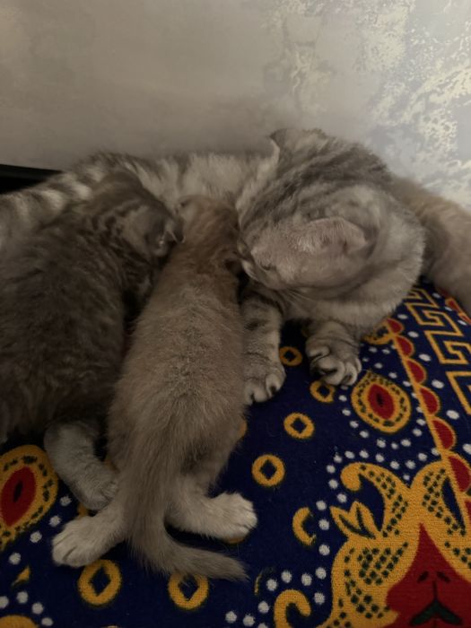Котята кошки мысык