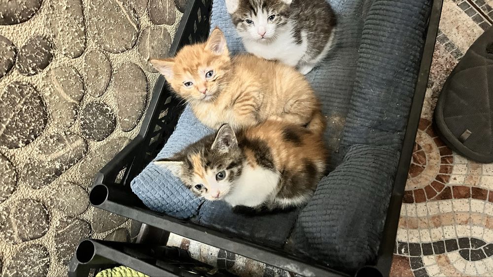 Котята от мамы крысалова