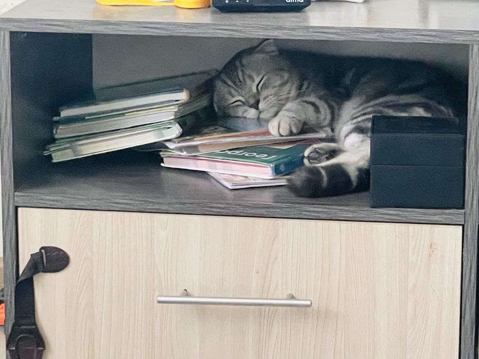 Отдам в заботливые руки