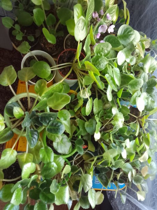 Продам комнатные цветы