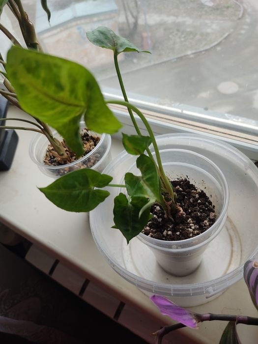 Продам комнатные цветы