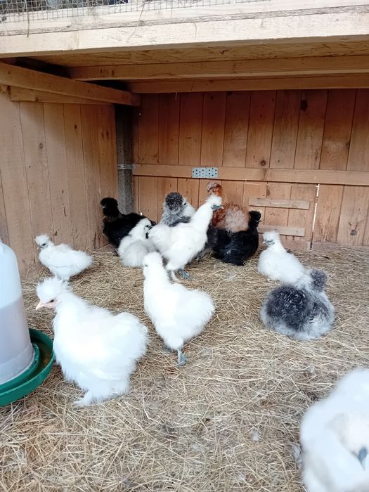 Gaini de vânzare în jud Galați