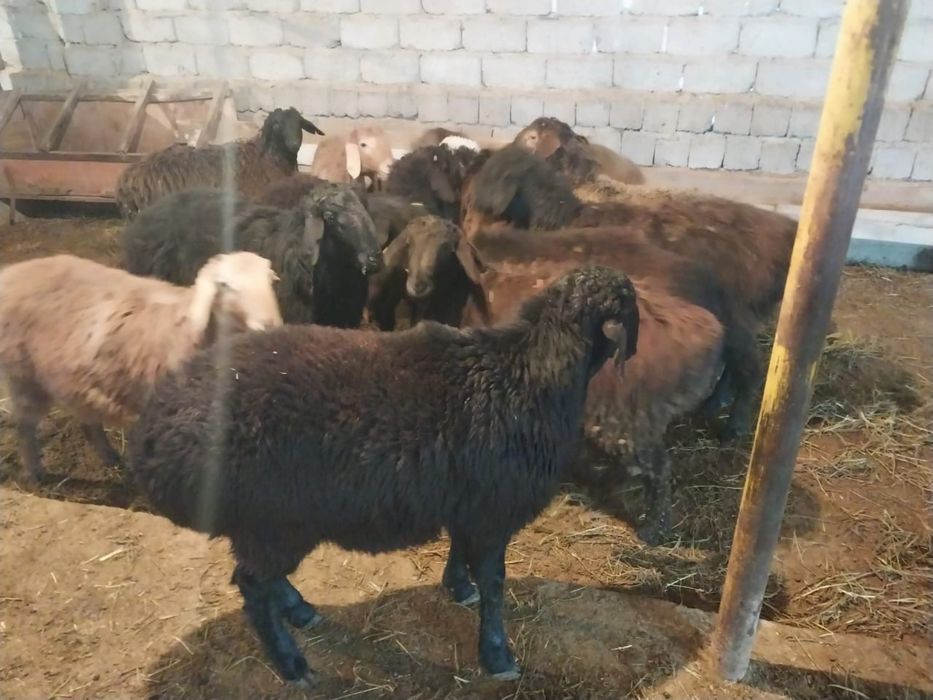 Продам баранов породистые