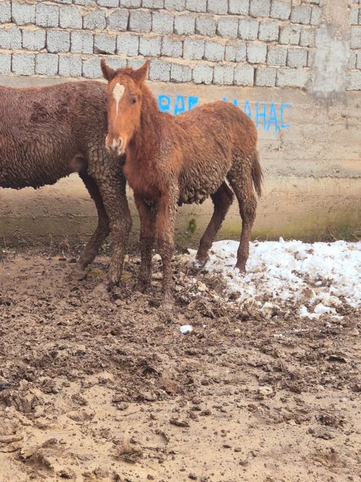 Тай сатылады кеп коріңдер
