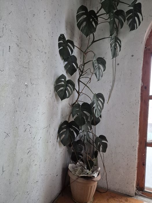 Продам монстеру .